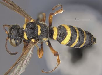 Media type: image;   Entomology 13773 Aspect: habitus dorsal view
